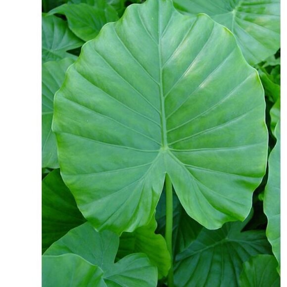 UPRIGHT ELEPHANT (Small Baby ) EAR BULB - Picture 2 of 5